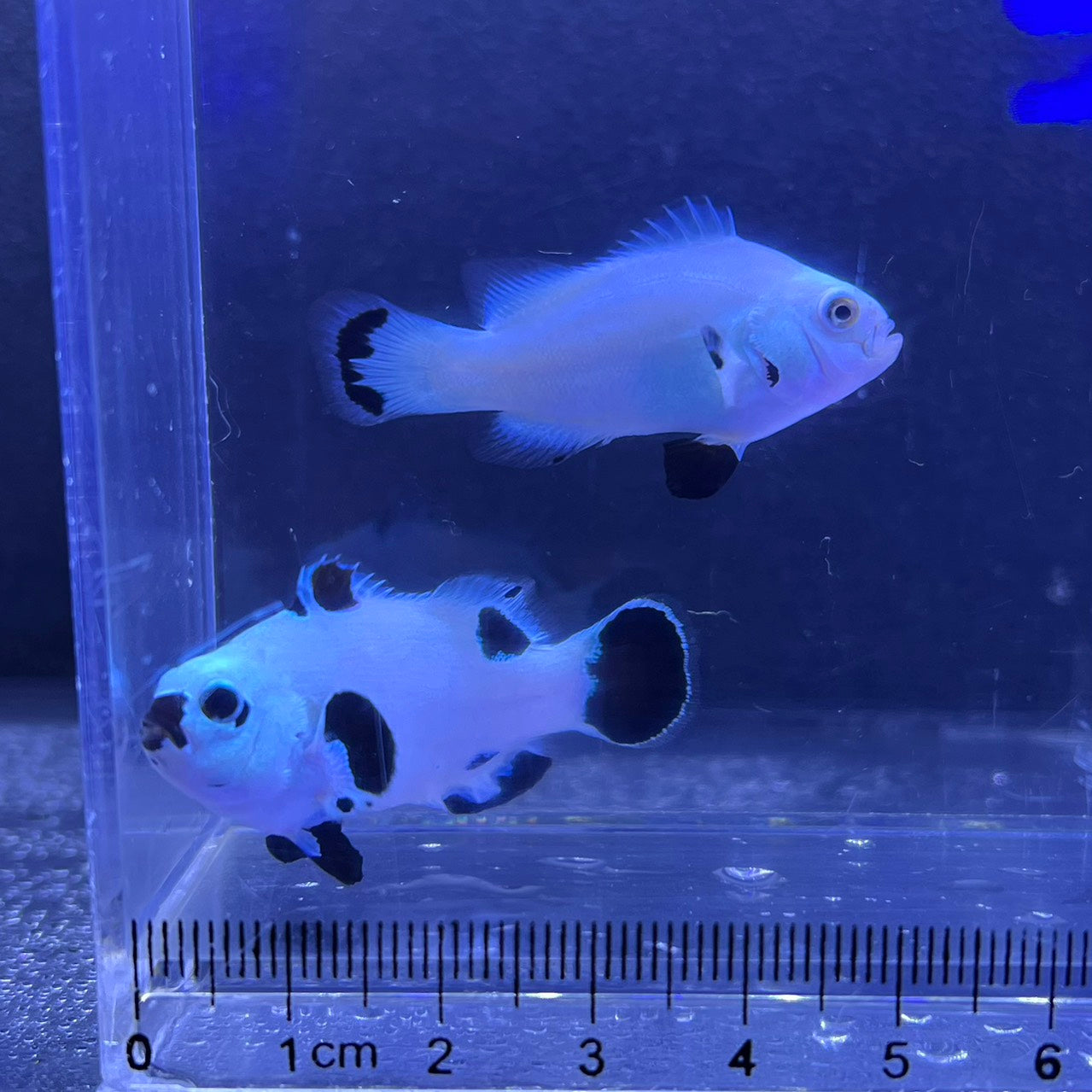 Platinum Storm Clownfish4～5㎝±