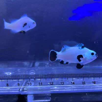 Platinum Storm Clownfish4～5㎝±