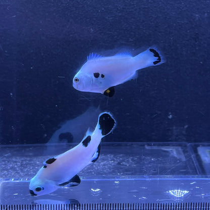 Platinum Storm Clownfish4～5㎝±