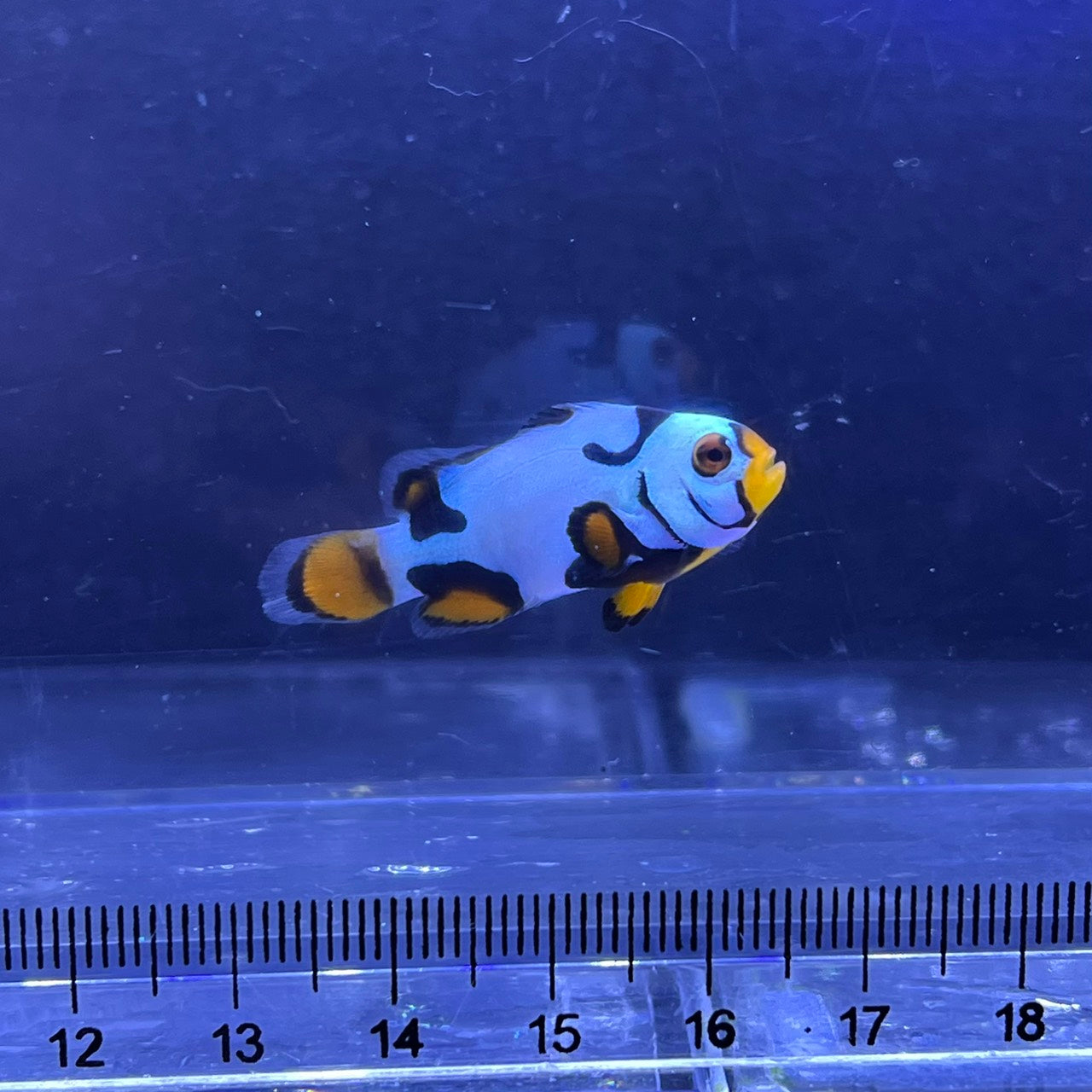 Helmet Black Picasso Clownfish3～4㎝±