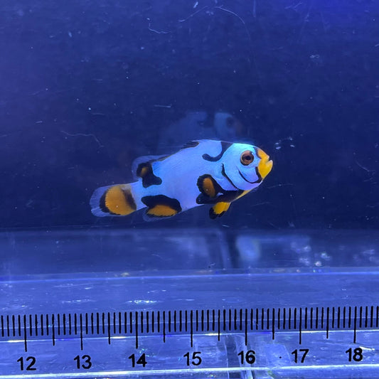 Helmet Black Picasso Clownfish3～4㎝±