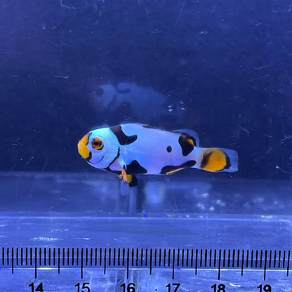 Helmet Black Picasso Clownfish3～4㎝±