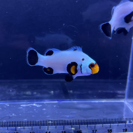Wyoming White Clownfish4～5㎝±
