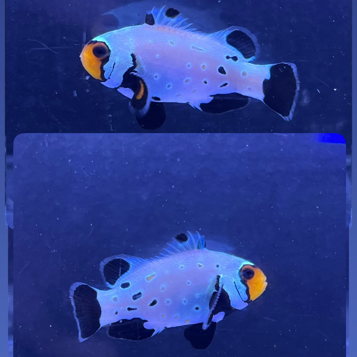 Black  Frostbite Clowns fish3~4㎝±