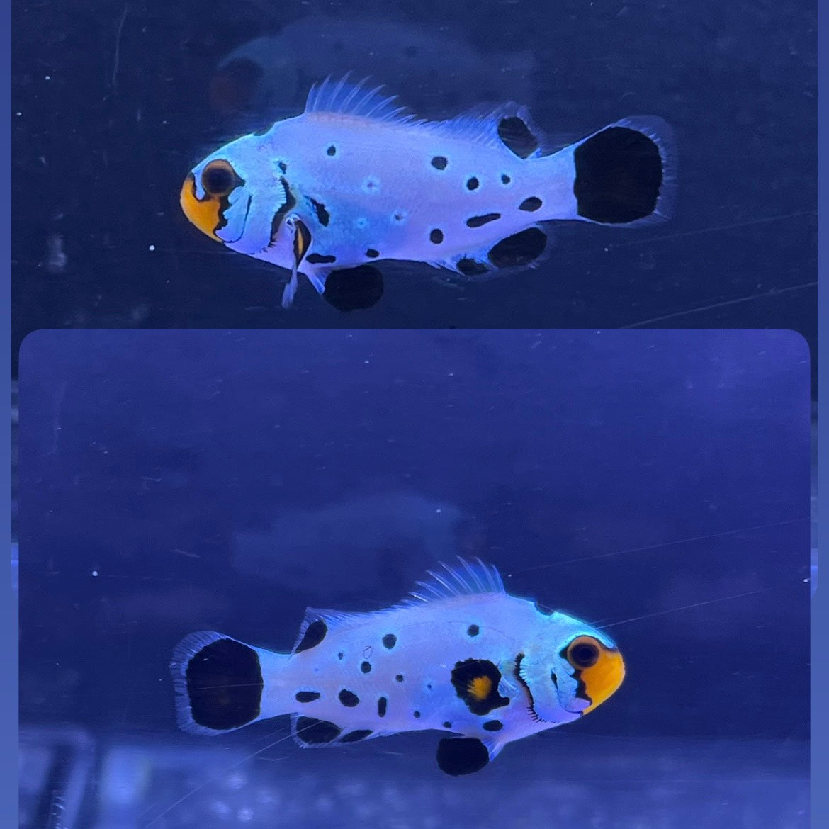 Black  Frostbite Clowns fish3~4㎝±