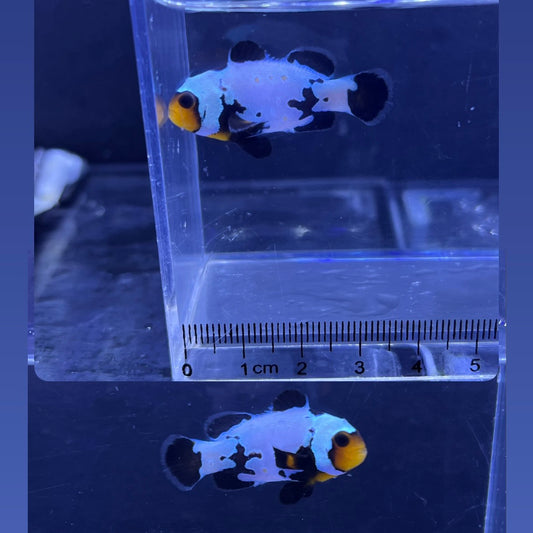 Black  Frostbite Clowns fish3~4㎝±