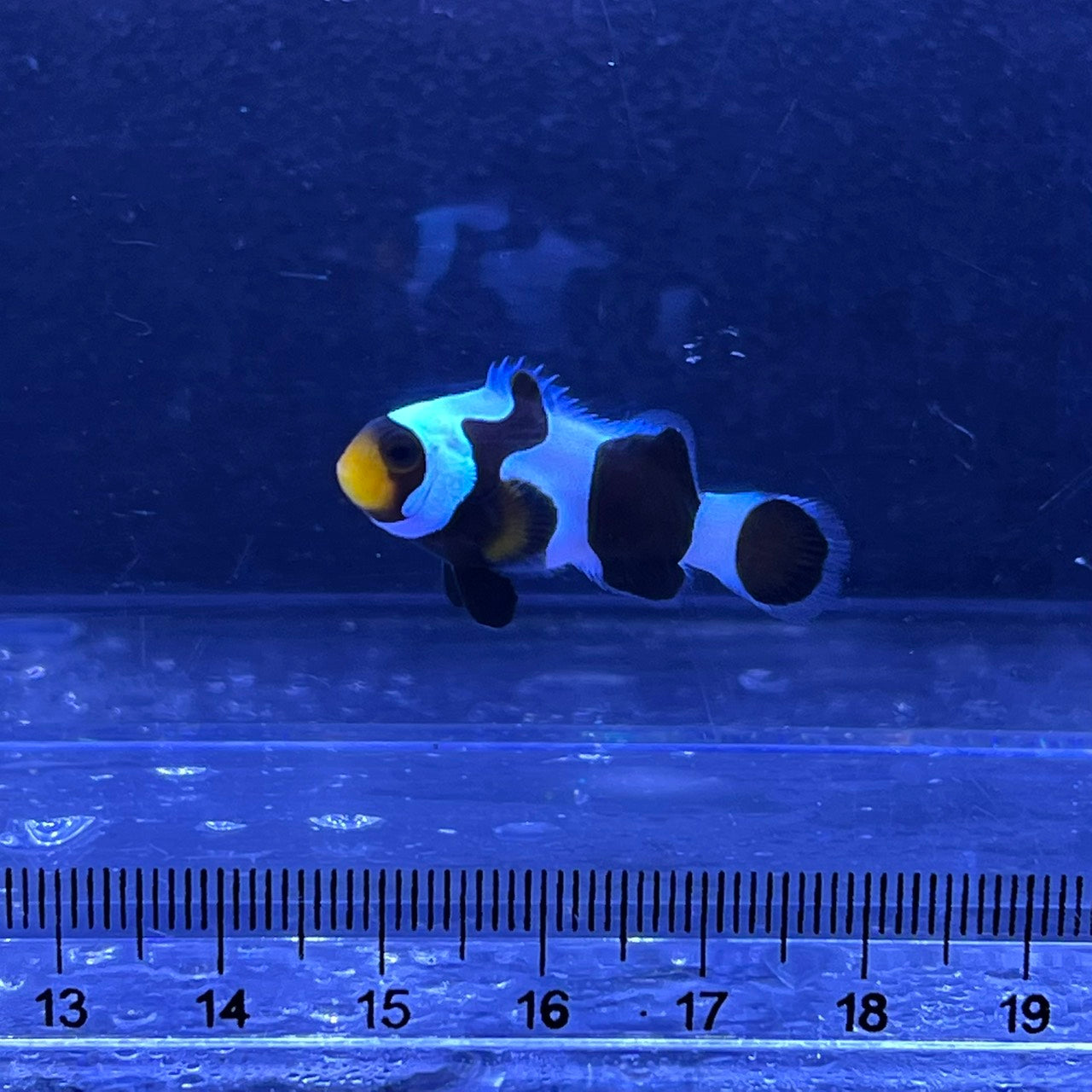 Black  Clowns fish3~4㎝±