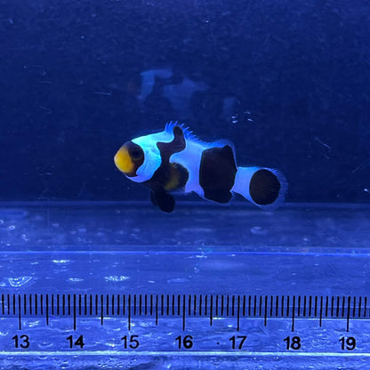 Black  Clowns fish3~4㎝±