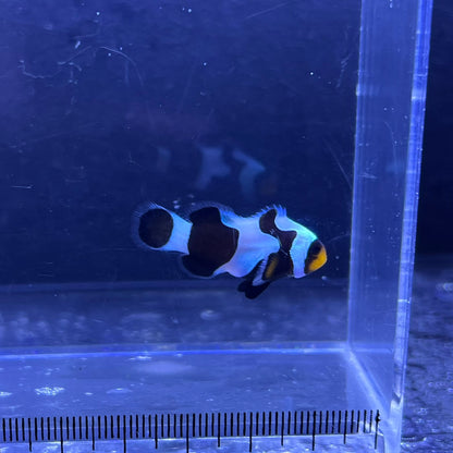 Black  Clowns fish3~4㎝±