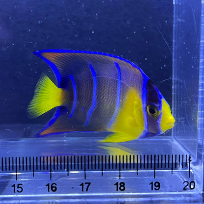 クイーンエンゼル