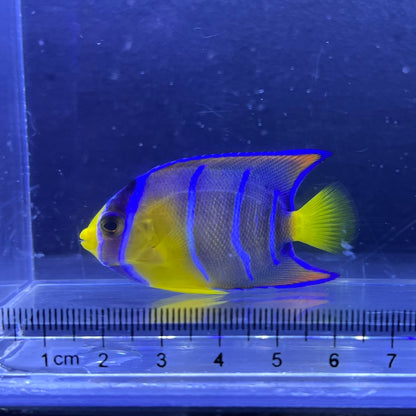 クイーンエンゼル