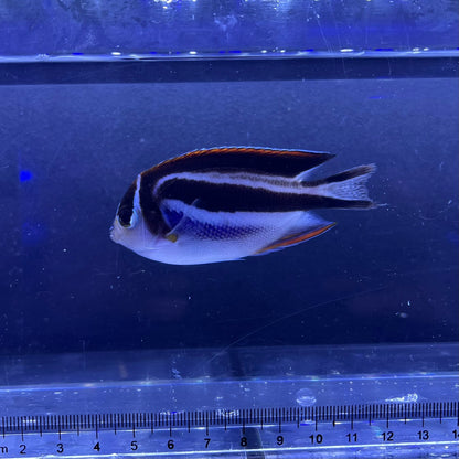 ベエルスオーネイトエンゼルペア