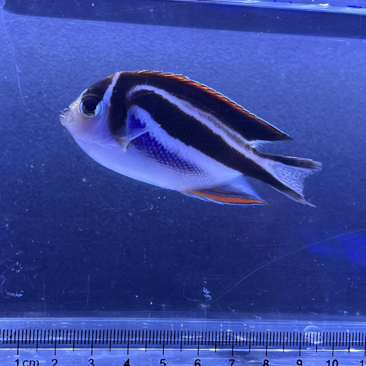 ベエルスオーネイトエンゼルペア