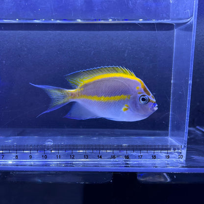 ベエルスオーネイトエンゼルペア