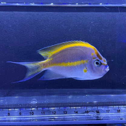 ベエルスオーネイトエンゼルペア