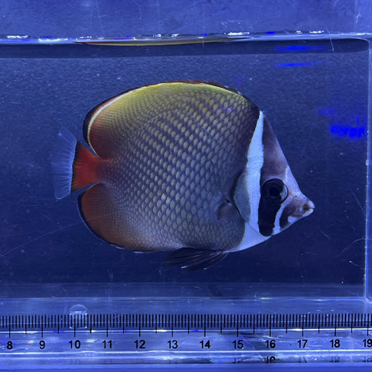 コラーレバタフライ