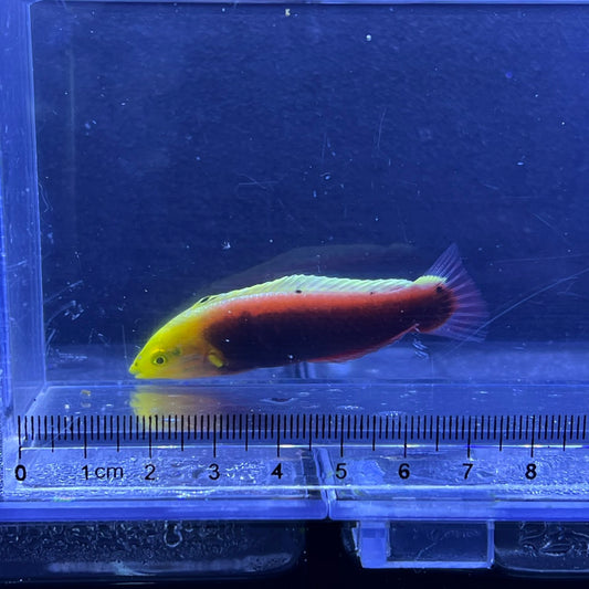 リーデントラス