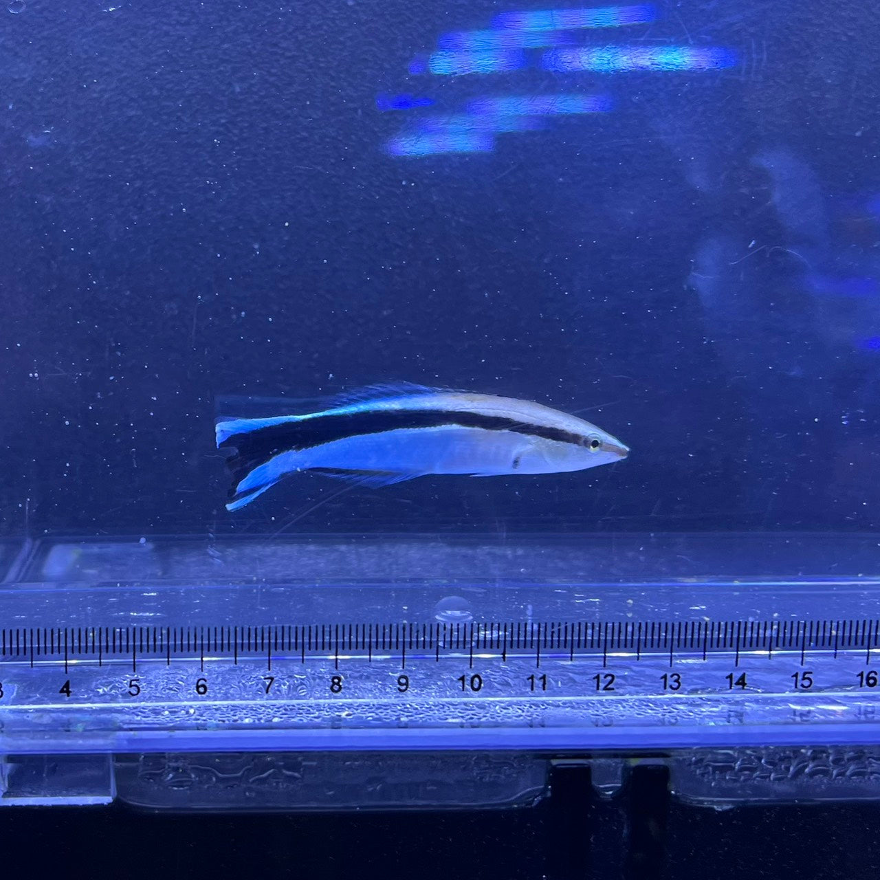 ホンソメワケベラ