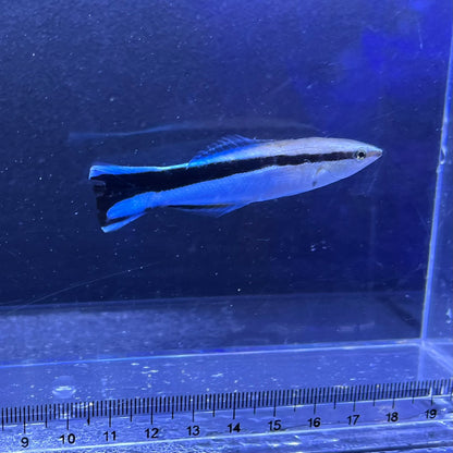 ホンソメワケベラ