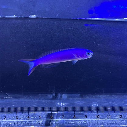 フジイロサンゴアマダイ