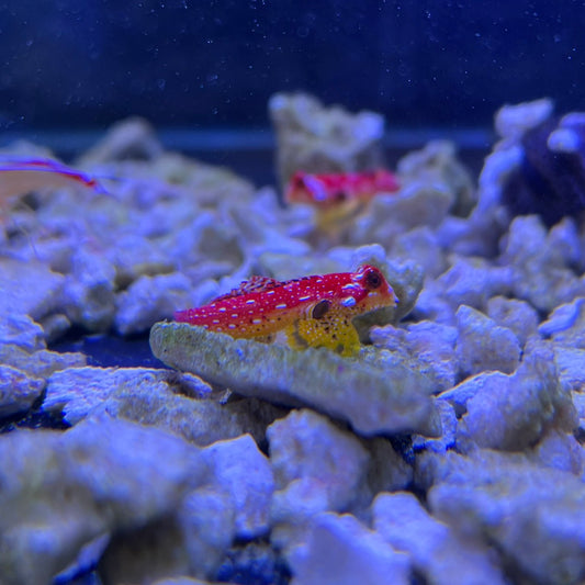 ルビードラゴネット