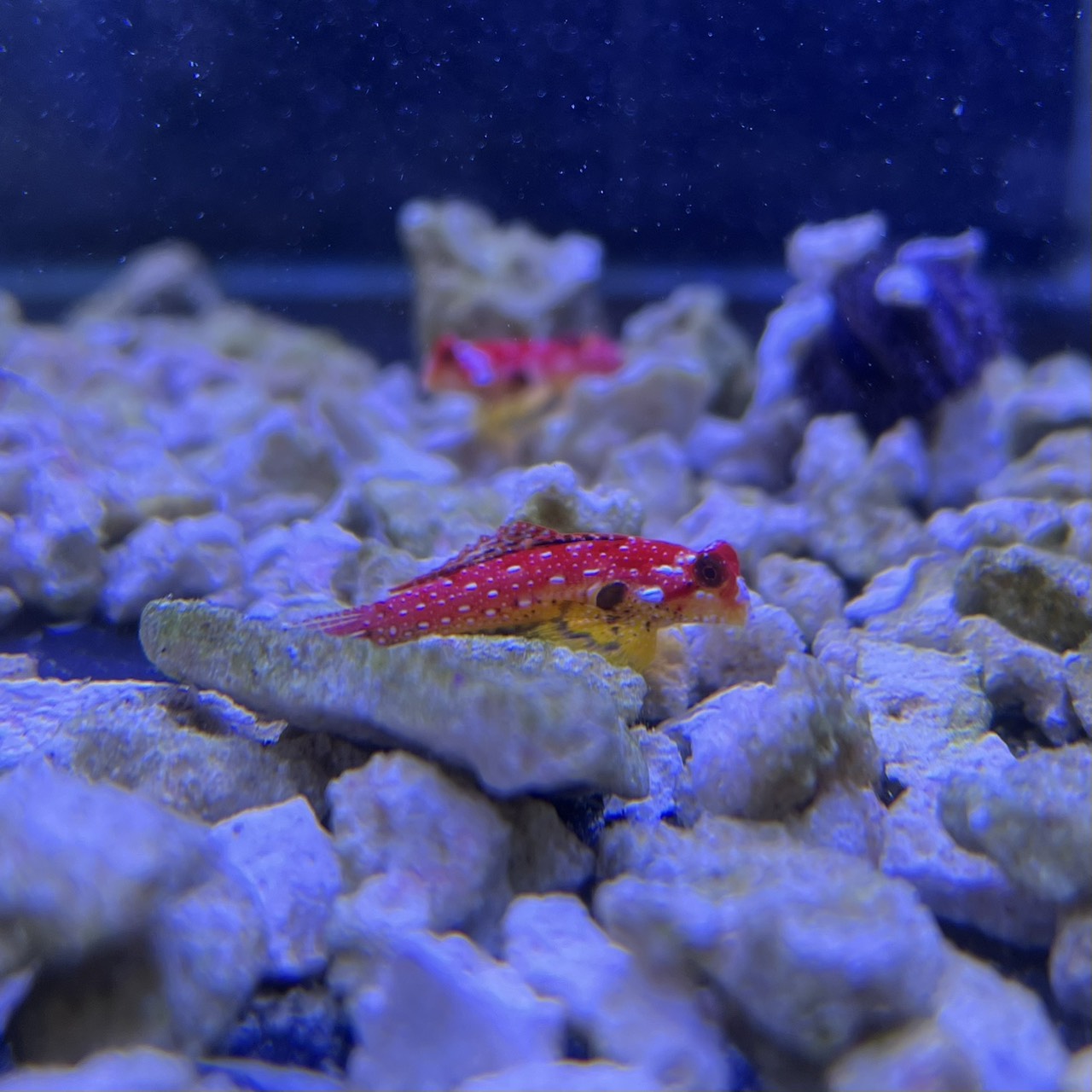 ルビードラゴネット