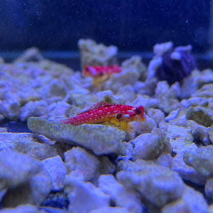 ルビードラゴネット