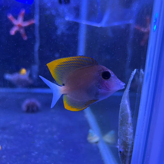 トミニエンシスタン