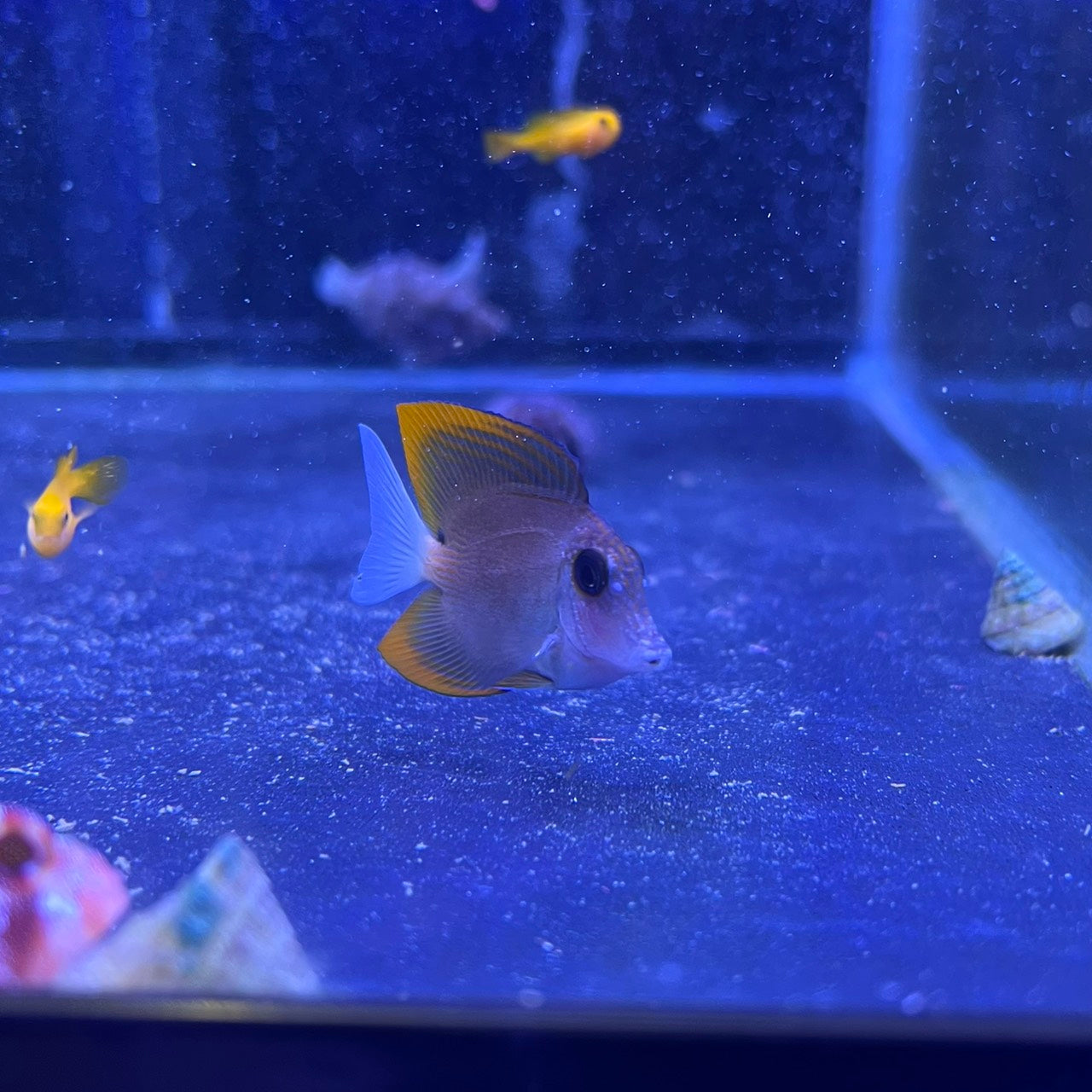 トミニエンシスタン