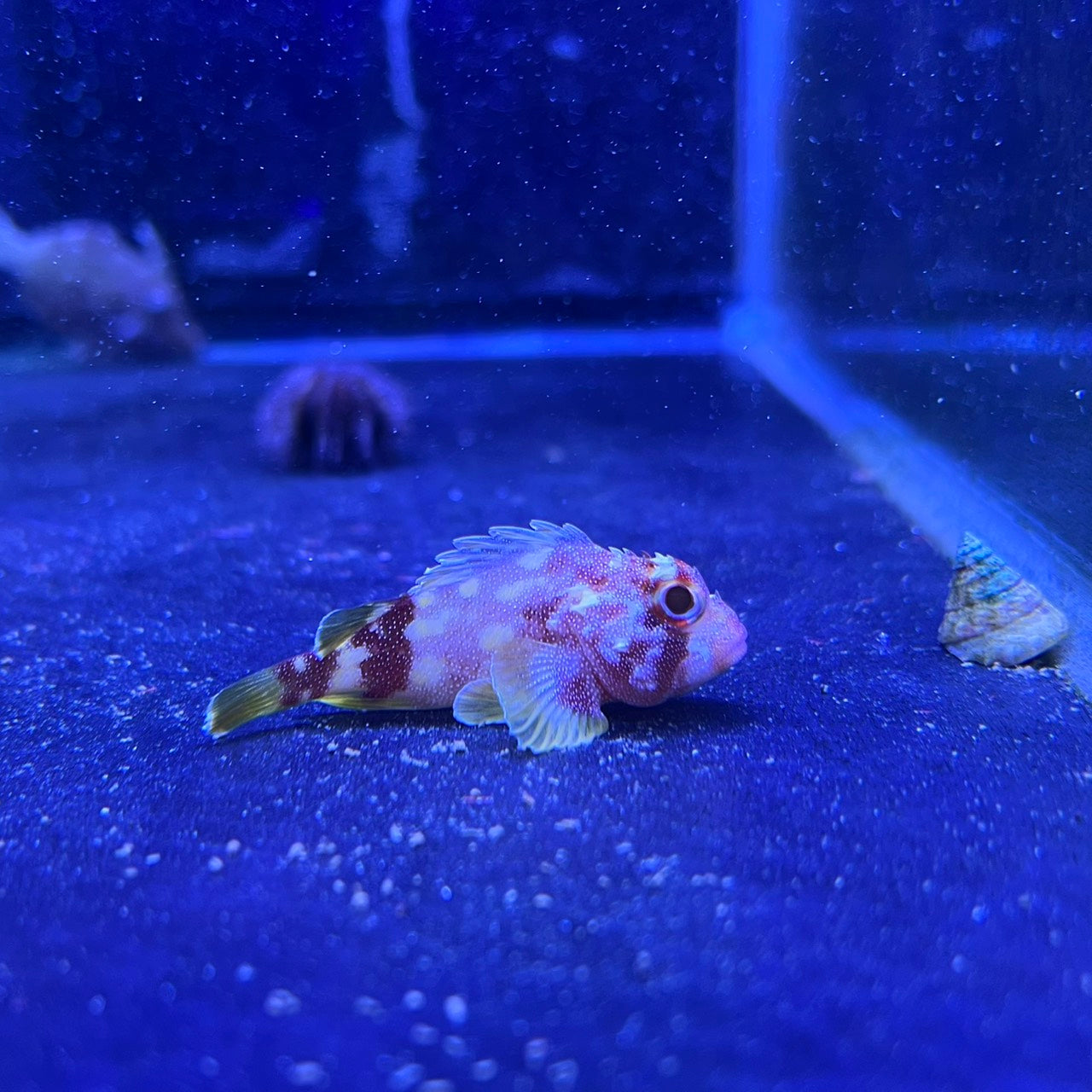 カスリフサカサゴ