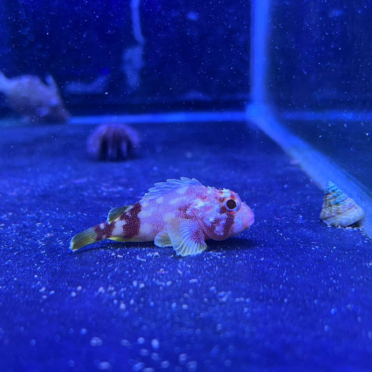 カスリフサカサゴ