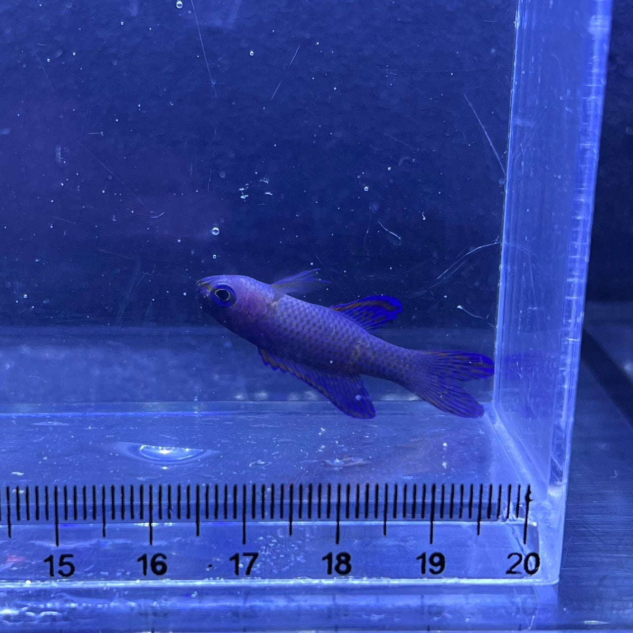 ツバメタナバタウオ