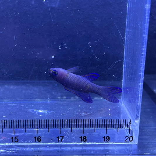 ツバメタナバタウオ