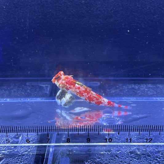 スターリードラゴネット