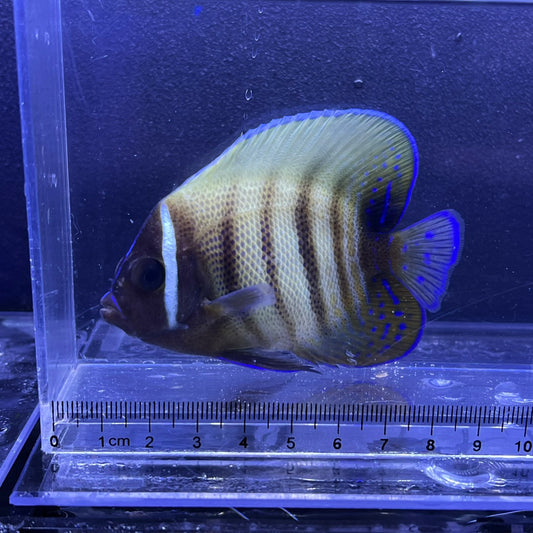 ロクセンヤッコ