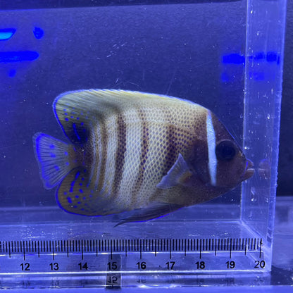 ロクセンヤッコ