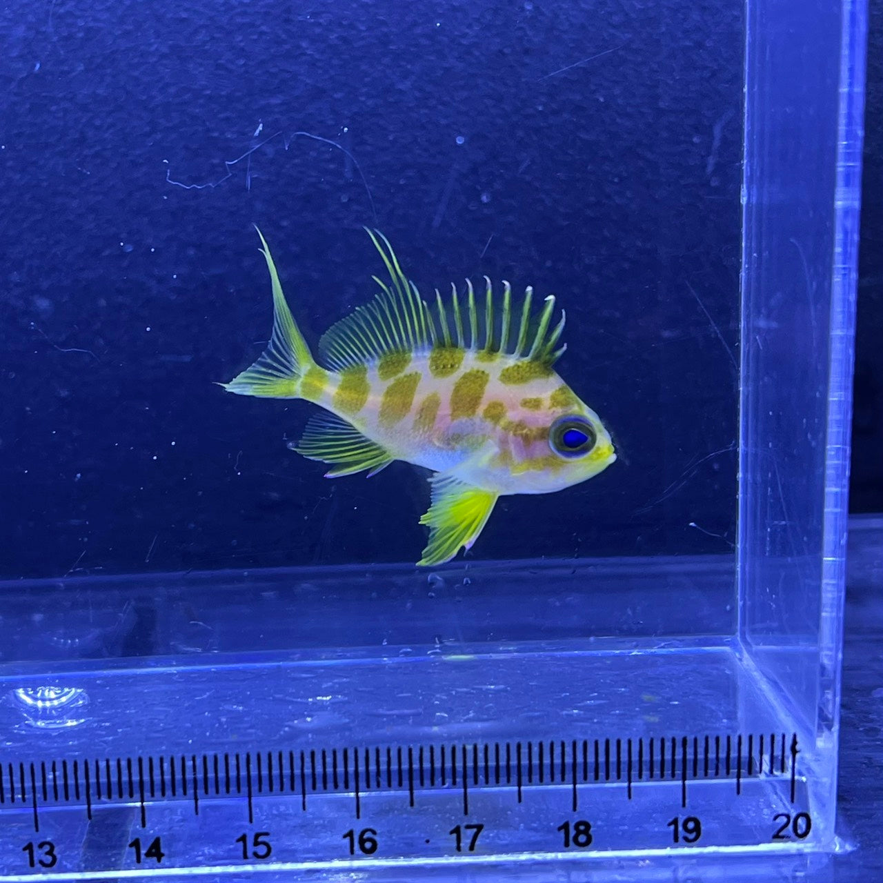 マダラハナダイ