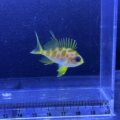 マダラハナダイ