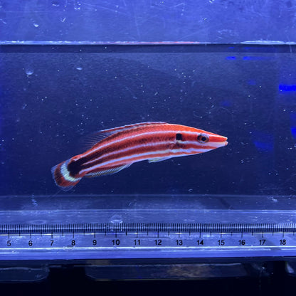 ペパーミントラス