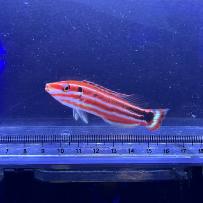 ペパーミントラス