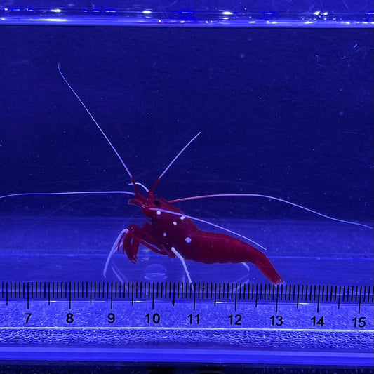 ホワイトソックス