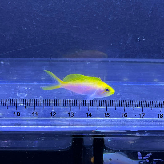 バートレットアンティアス