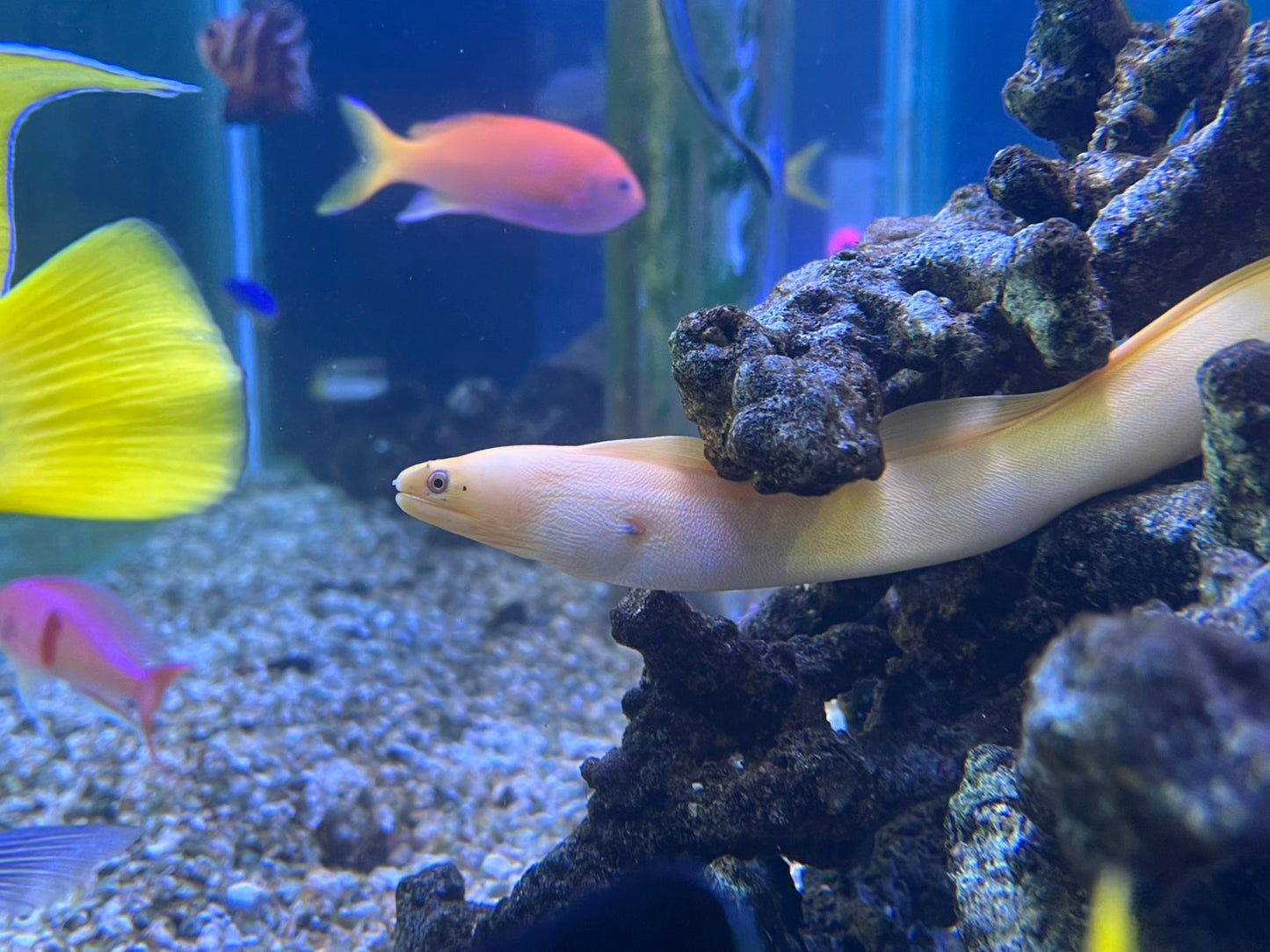 バナナモレイ