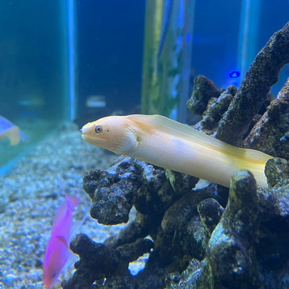 バナナモレイ