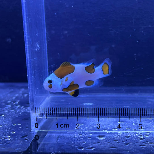 オレンジストームオセラリス