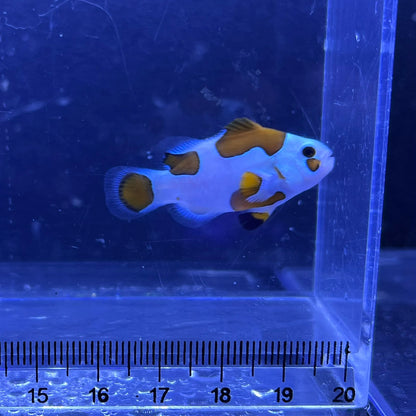 オレンジストームオセラリス