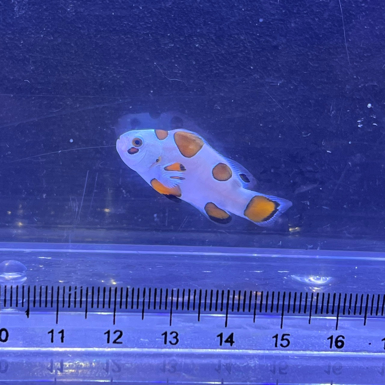 オレンジストームオセラリス