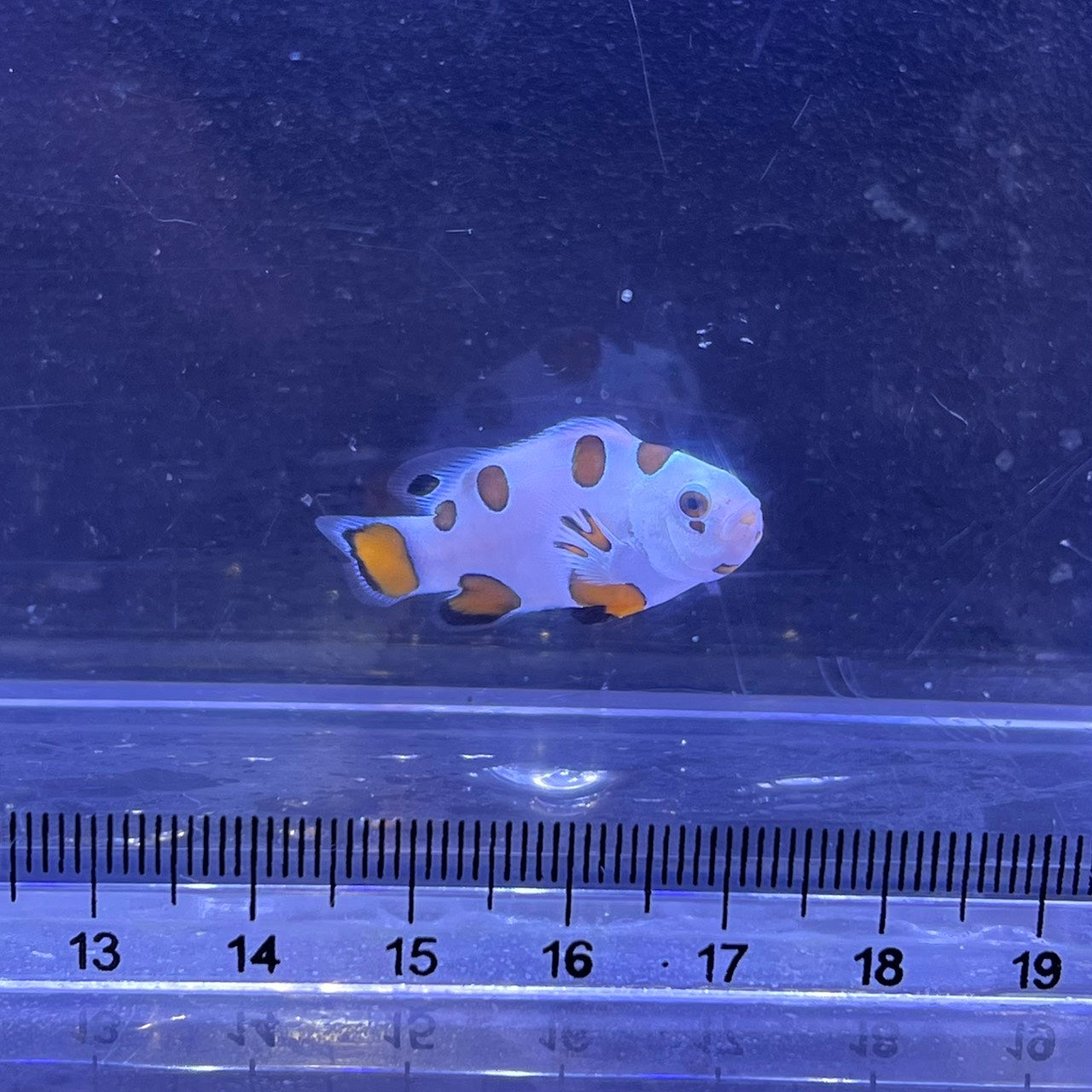 オレンジストームオセラリス