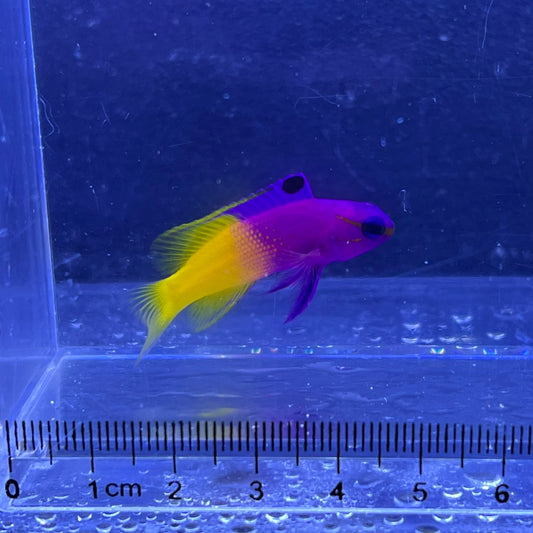 ロイヤルグラマ