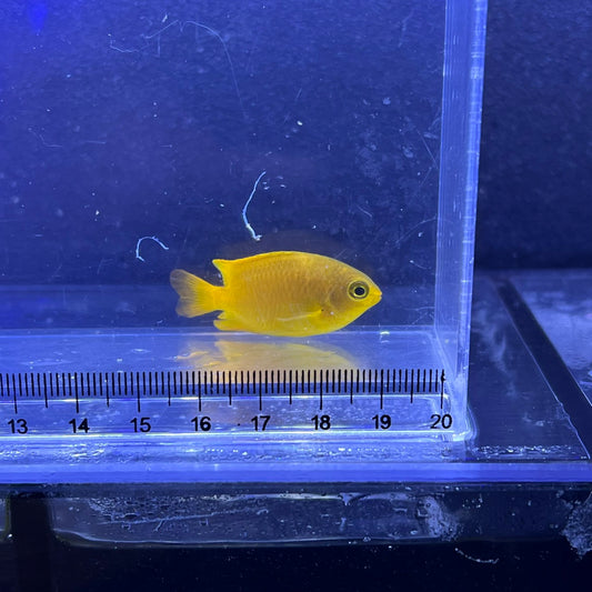 コガネスズメダイ